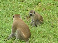 Kenya 117
